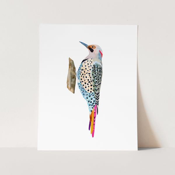 Northern Flicker Woodpecker