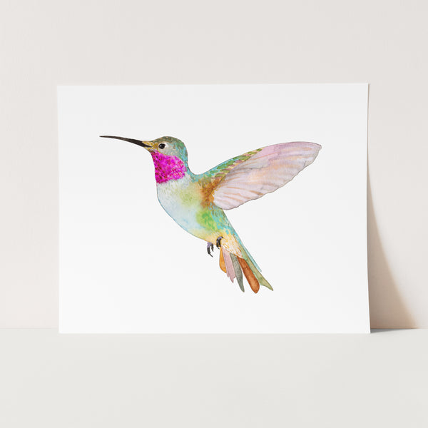 Broad-Tailed Hummingbird